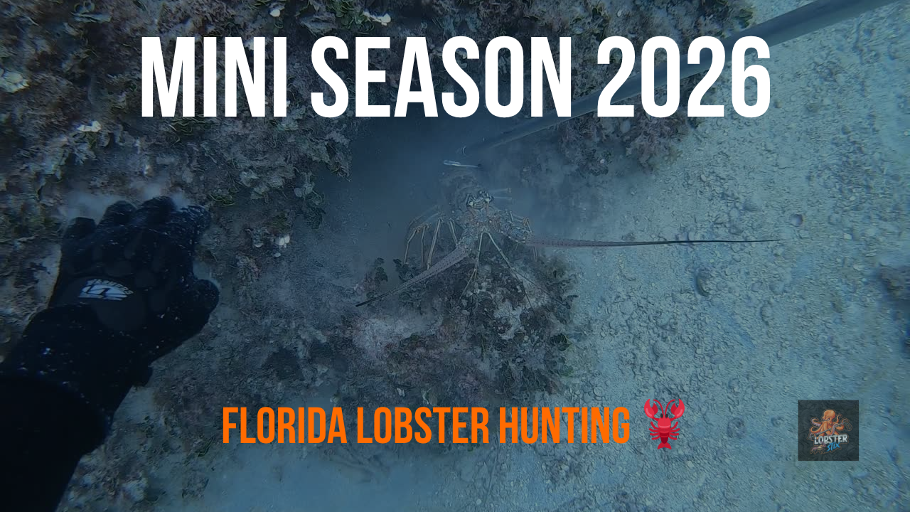 Load video: LobsterStix 2-in-1 lobster snare and tickle stick in action during Florida mini season 2026